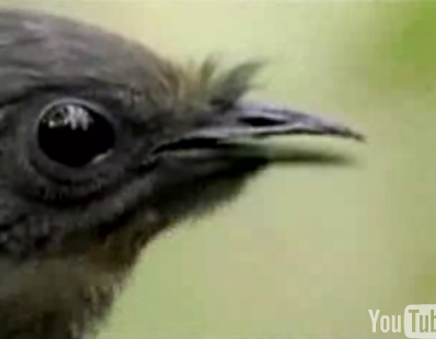 A Bird That Mimics Car Alarms, Cameras, And Chainsaws...